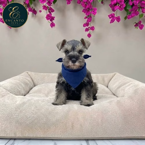 Schnauzer Mini - Imagen 11