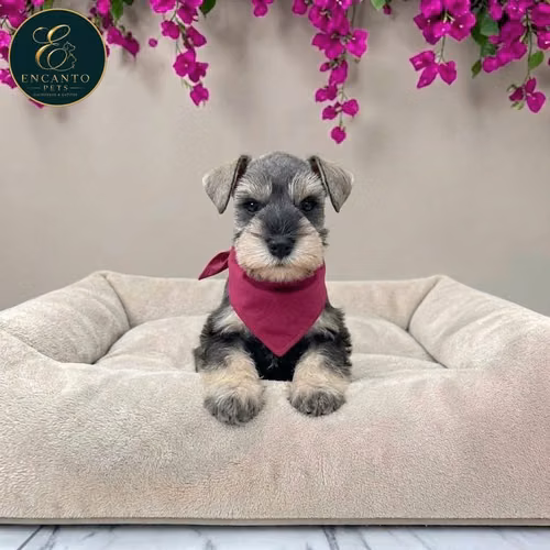 Schnauzer Mini - Imagen 4