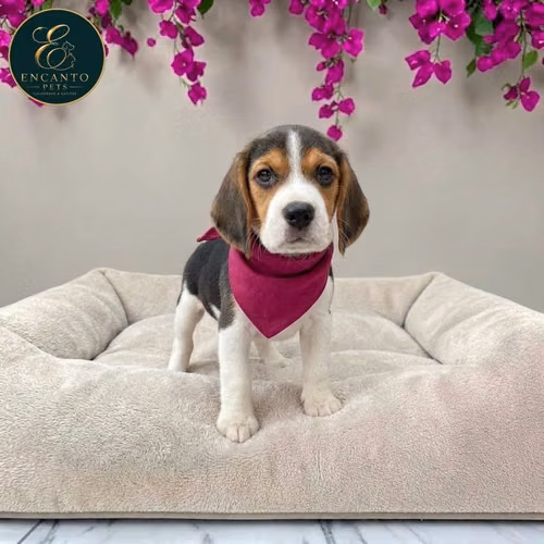 Beagle Americano - Imagen 10