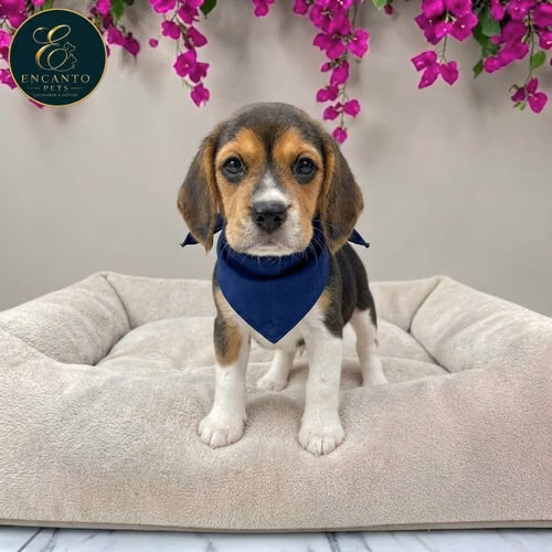 Beagle Americano - Imagen 2