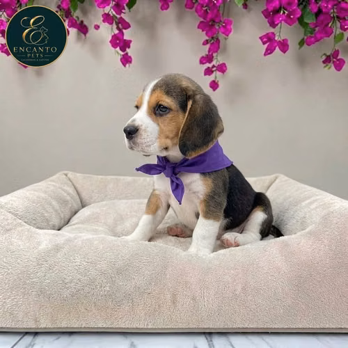 Beagle Americano - Imagen 6