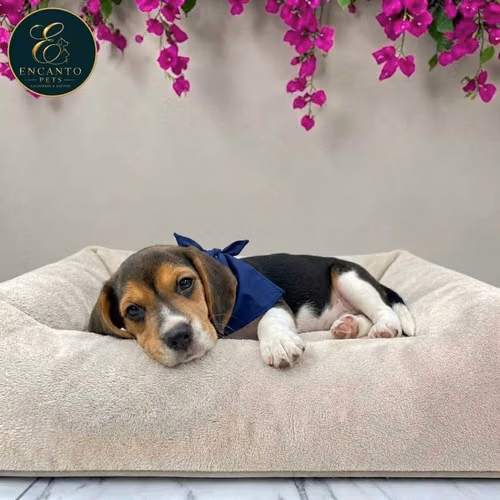 Beagle Americano - Imagen 3