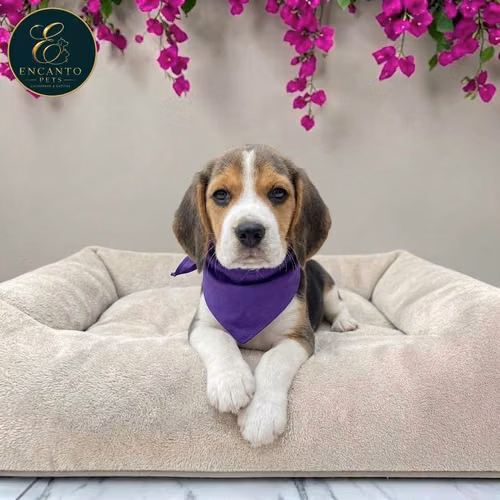Beagle Americano - Imagen 8