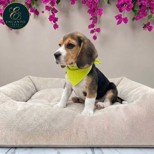 Beagle Americano - Imagen 11