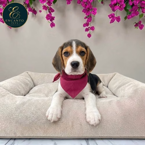 Beagle Americano - Imagen 9