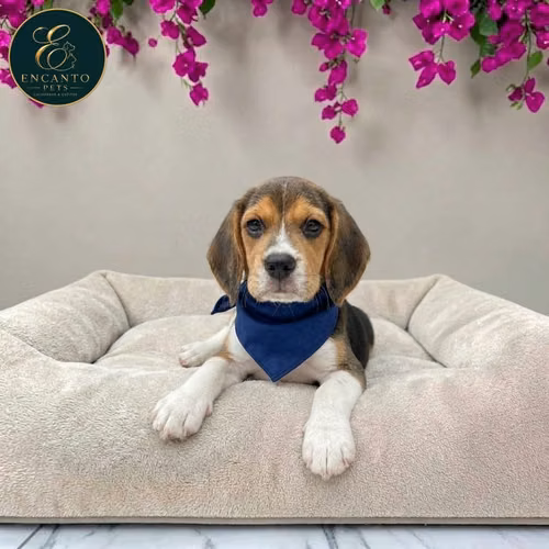 Beagle Americano - Imagen 4