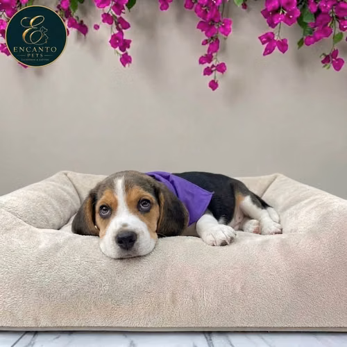 Beagle Americano - Imagen 7