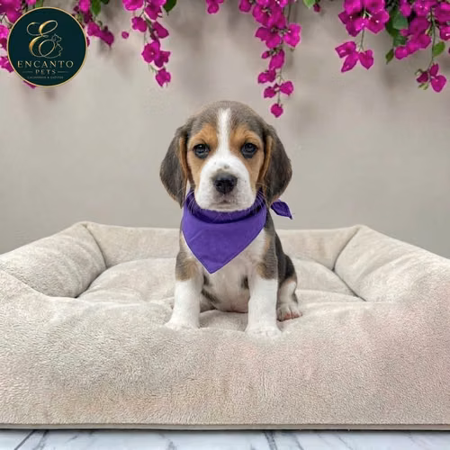 Beagle Americano - Imagen 5