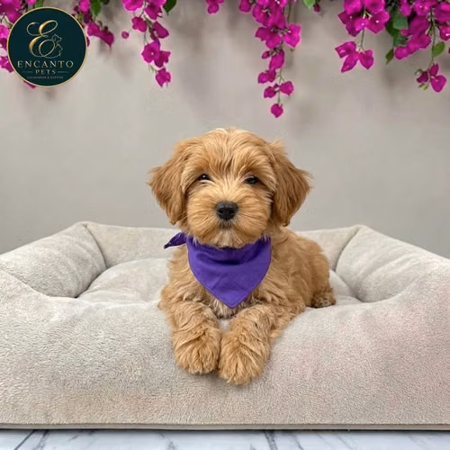 Bichon Habanero