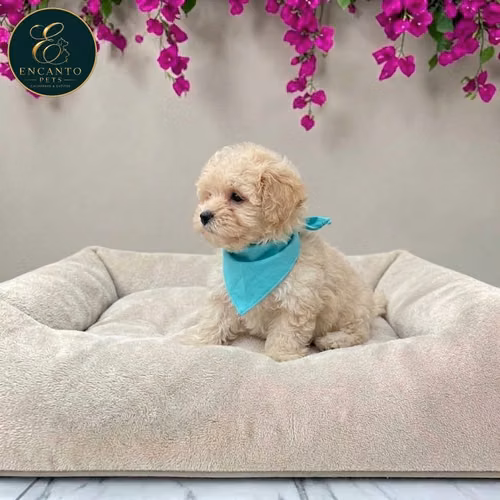 Bichon Habanero