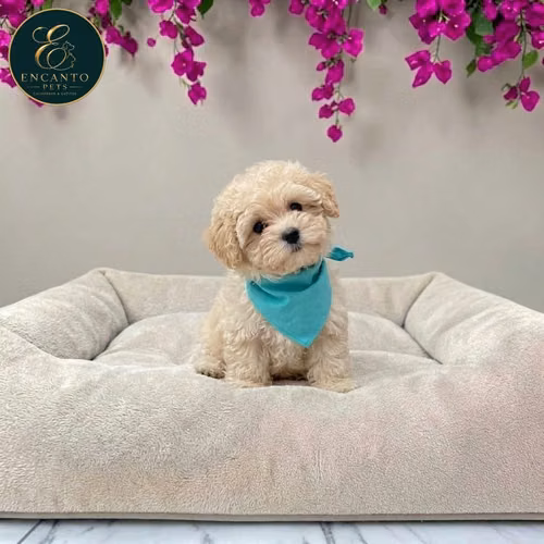 Bichon Habanero