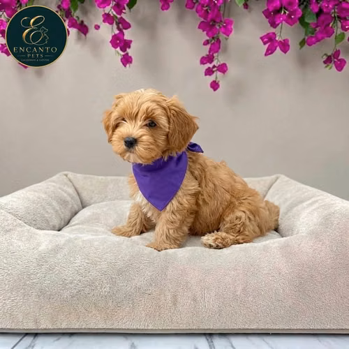 Bichon Habanero