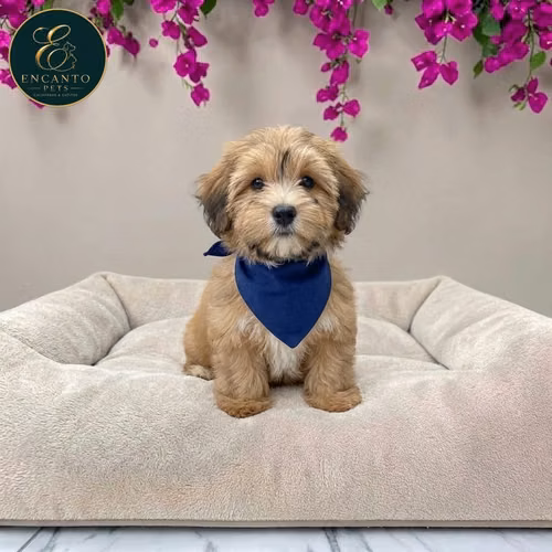 Bichon Habanero
