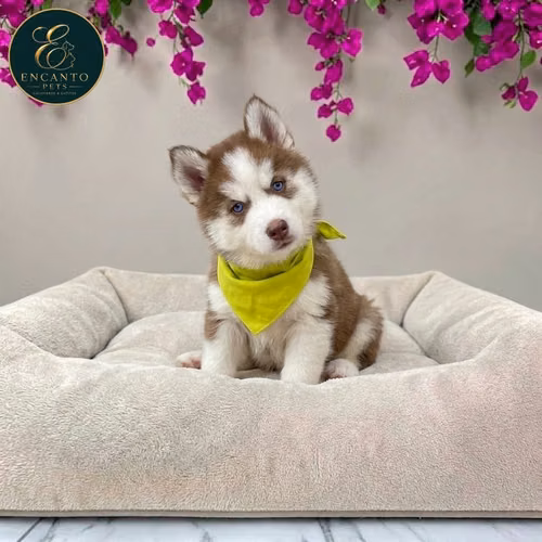 Husky Siberiano