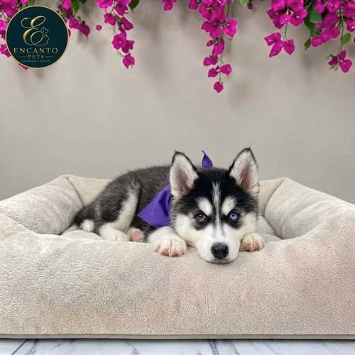 Husky Siberiano