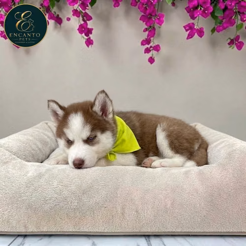 Husky Siberiano