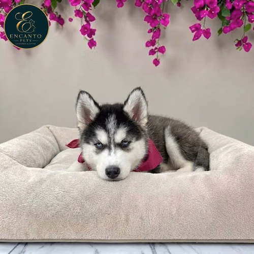 Husky Siberiano