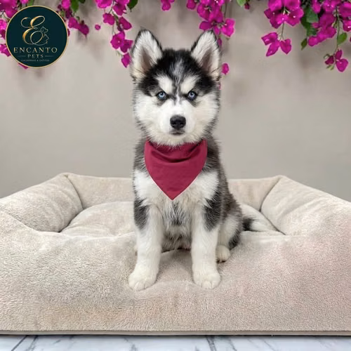Husky Siberiano