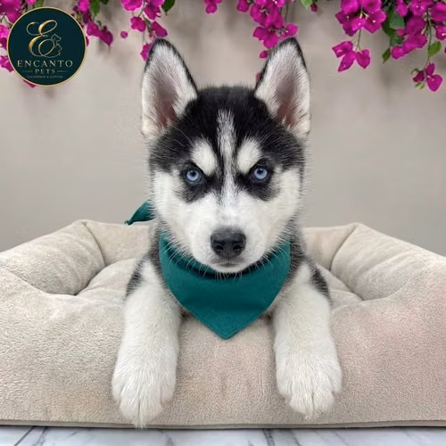 Husky Siberiano
