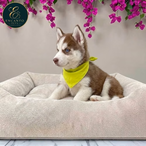 Husky Siberiano