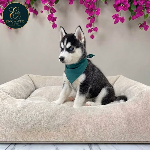 Husky Siberiano
