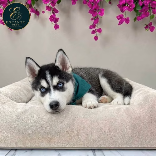 Husky Siberiano