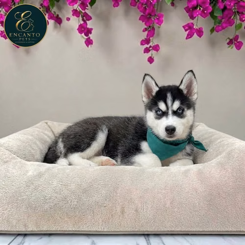 Husky Siberiano