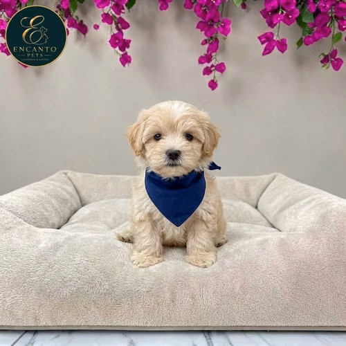 Maltipoo - Imagen 9