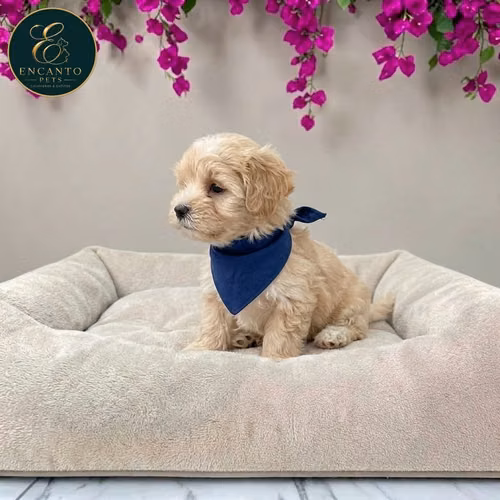 Maltipoo - Imagen 6