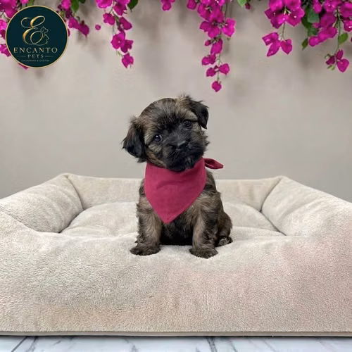 Maltipoo - Imagen 11