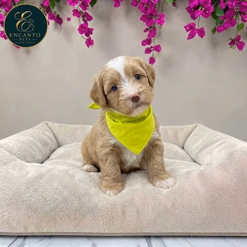 Maltipoo - Imagen 2