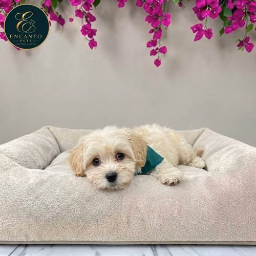 Maltipoo - Imagen 4