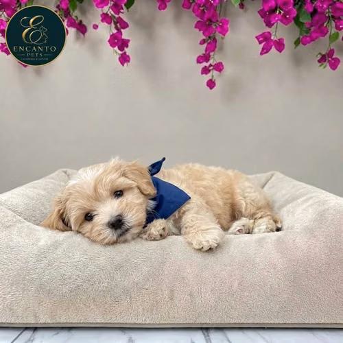 Maltipoo - Imagen 7