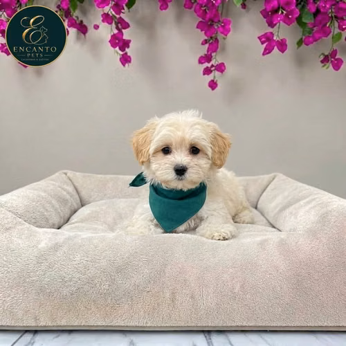 Maltipoo - Imagen 8