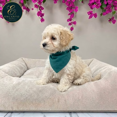 Maltipoo - Imagen 3