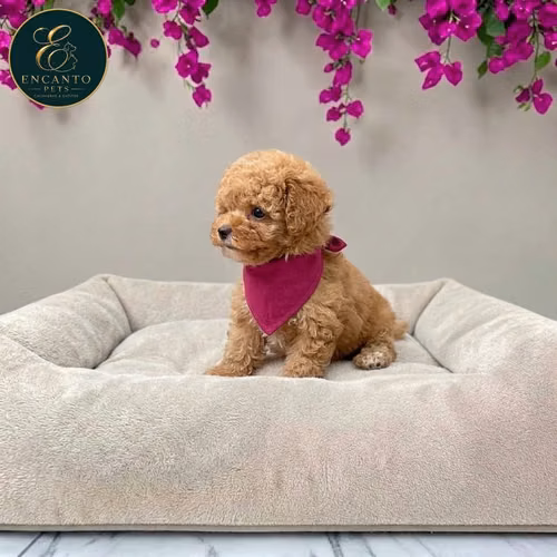 French Poodle Mini