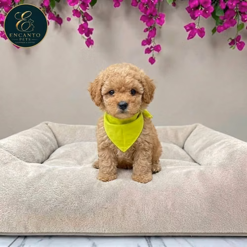 French Poodle Mini
