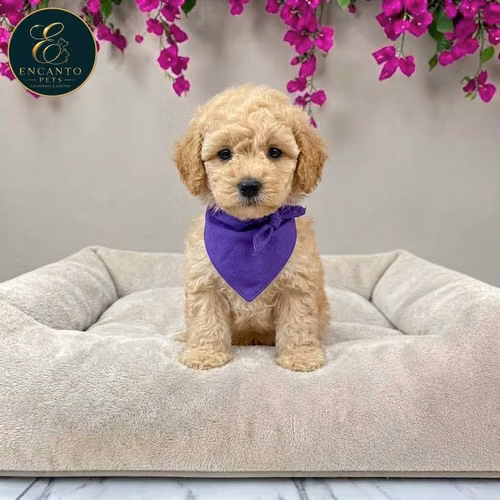 French Poodle Mini
