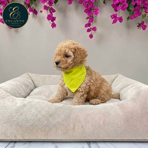 French Poodle Mini