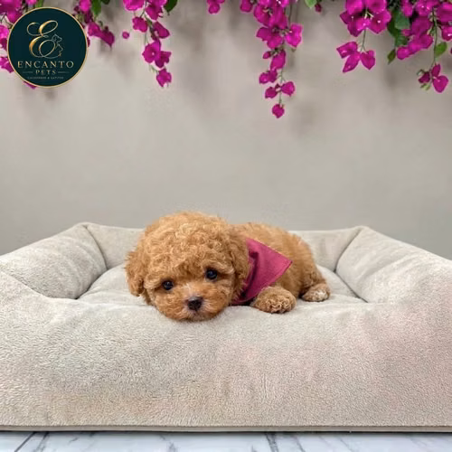 French Poodle Mini