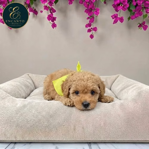 French Poodle Mini