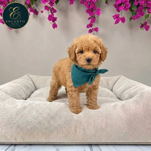 French Poodle Mini