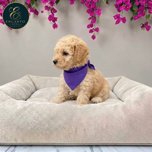 French Poodle Mini