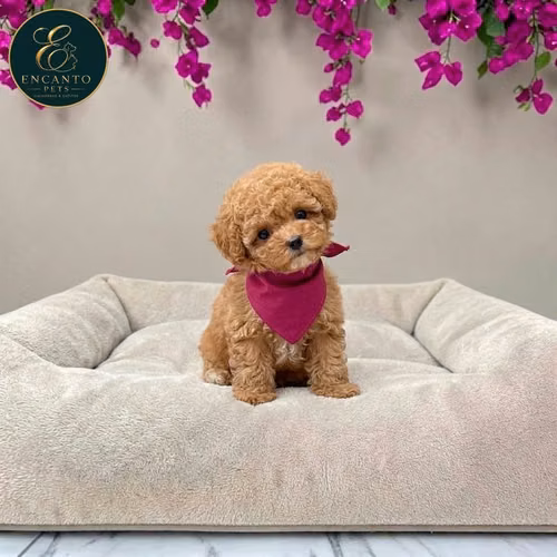 French Poodle Mini