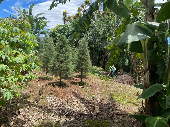 LINDO LOTE EN MONSERRAT, 385 METROS CUADRADOS 65 MILLONES DE COLONES - Imagen 5