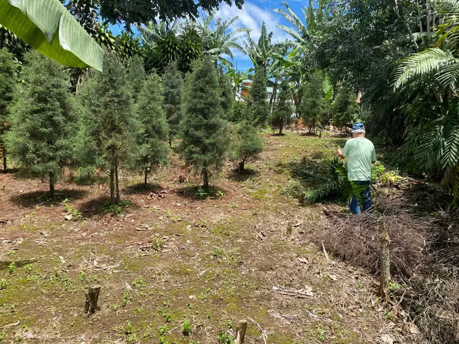 LINDO LOTE EN MONSERRAT, 385 METROS CUADRADOS 65 MILLONES DE COLONES - Imagen 2