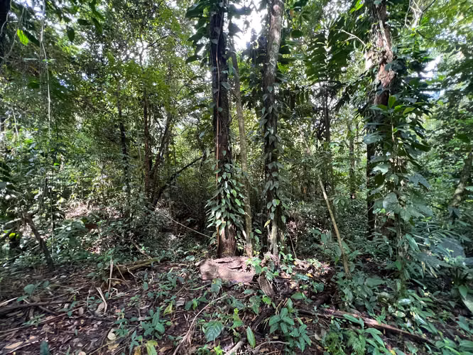 24.873 m² cerca de La Fortuna | Naturaleza, nacientes y potencial turístico