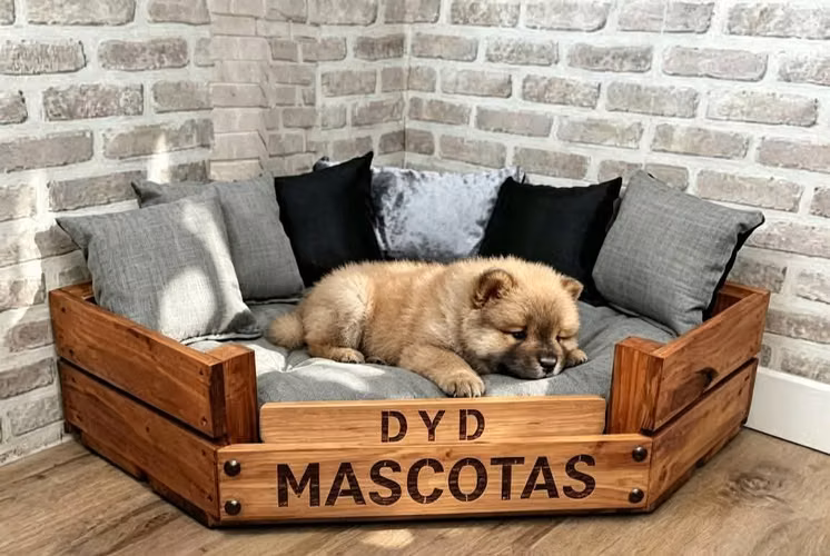 Chow Chow  - Imagen 2