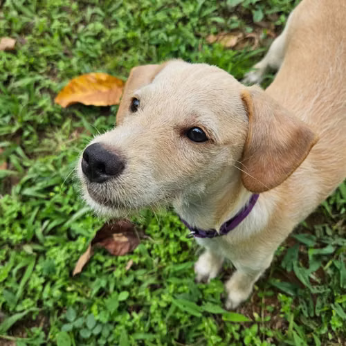 Beautiful, joyful 4 month old male for adoption to a loving home - Imagen 3
