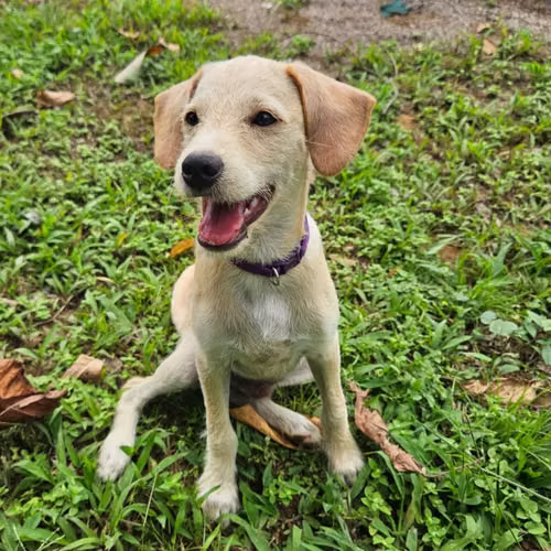 Beautiful, joyful 4 month old male for adoption to a loving home - Imagen 4